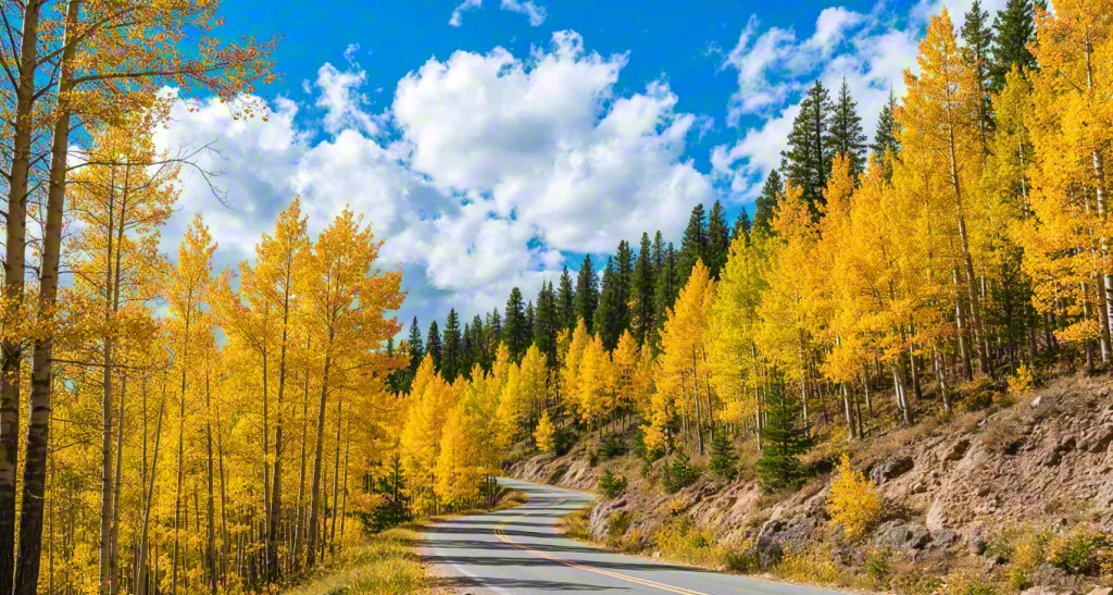 Autumn forest road with golden trees – scenic nature landscape under blue sky