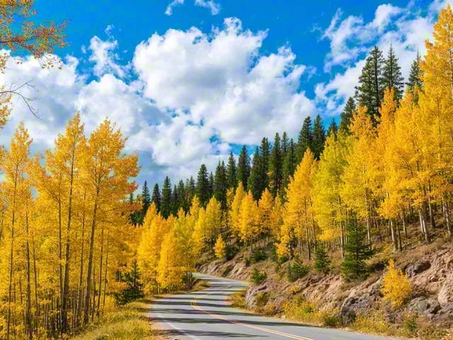 Curved mountain road surrounded by bright yellow autumn trees and pine forest under a vivid blue sky with clouds