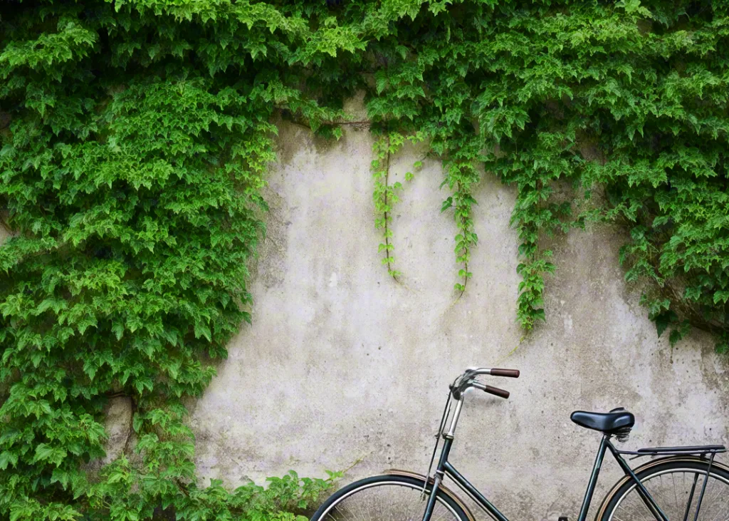 Bicycle parked against ivy-covered wall