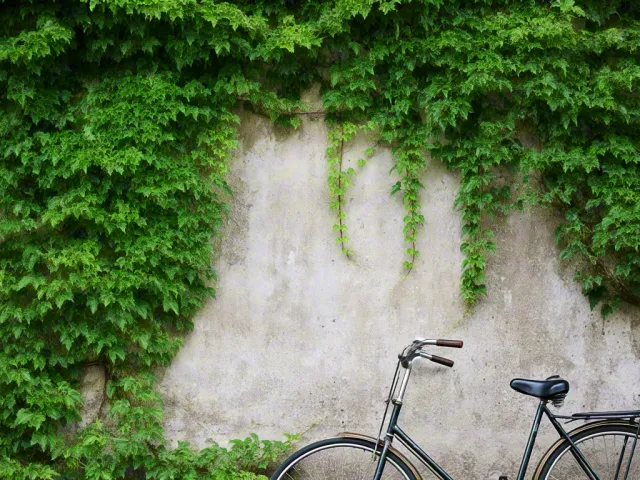 Black bicycle standing by green ivy wall