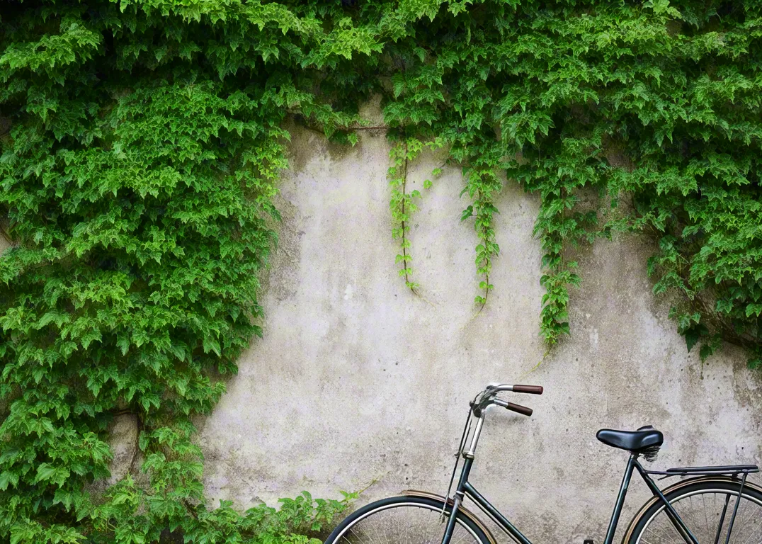 Black bicycle standing by green ivy wall
