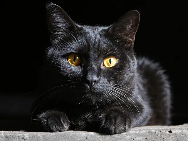 Black cat looking at camera in studio light