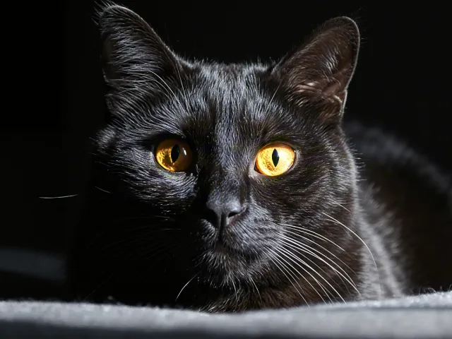 Black cat staring at camera in low light