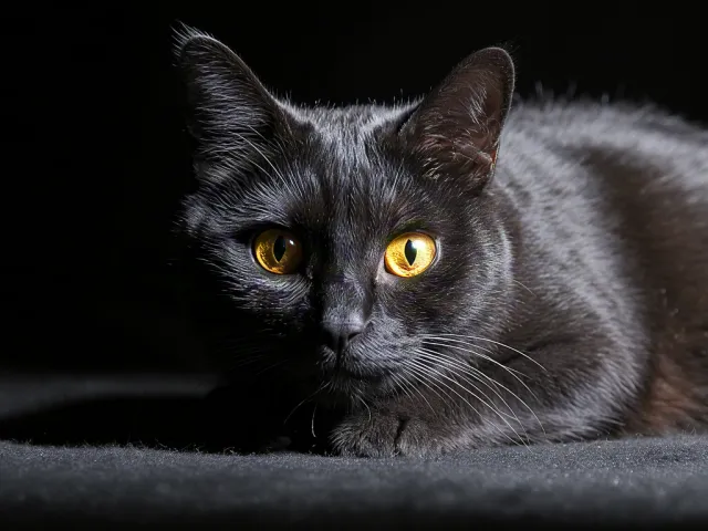 Close-up of black cat staring with bright eyes