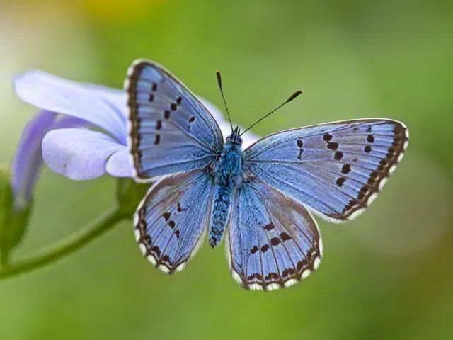 Close-up of blue butterfly on purple flower