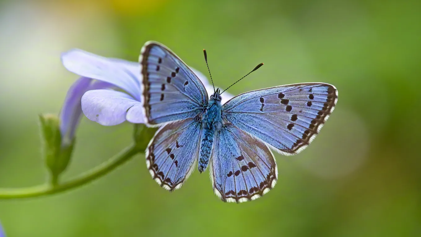 Close-up of blue butterfly on purple flower