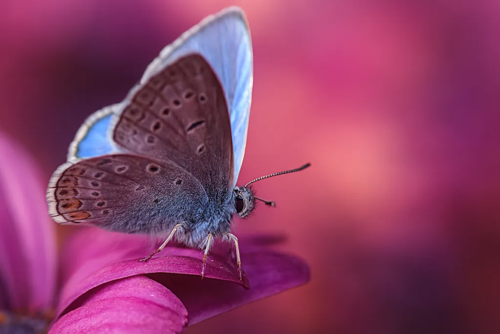 Butterfly on petal || photo ai