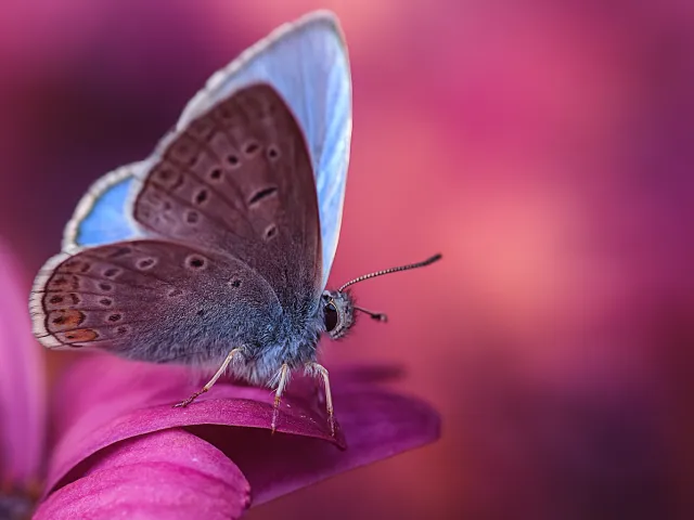 close-up of butterfly resting on a pink flower petal