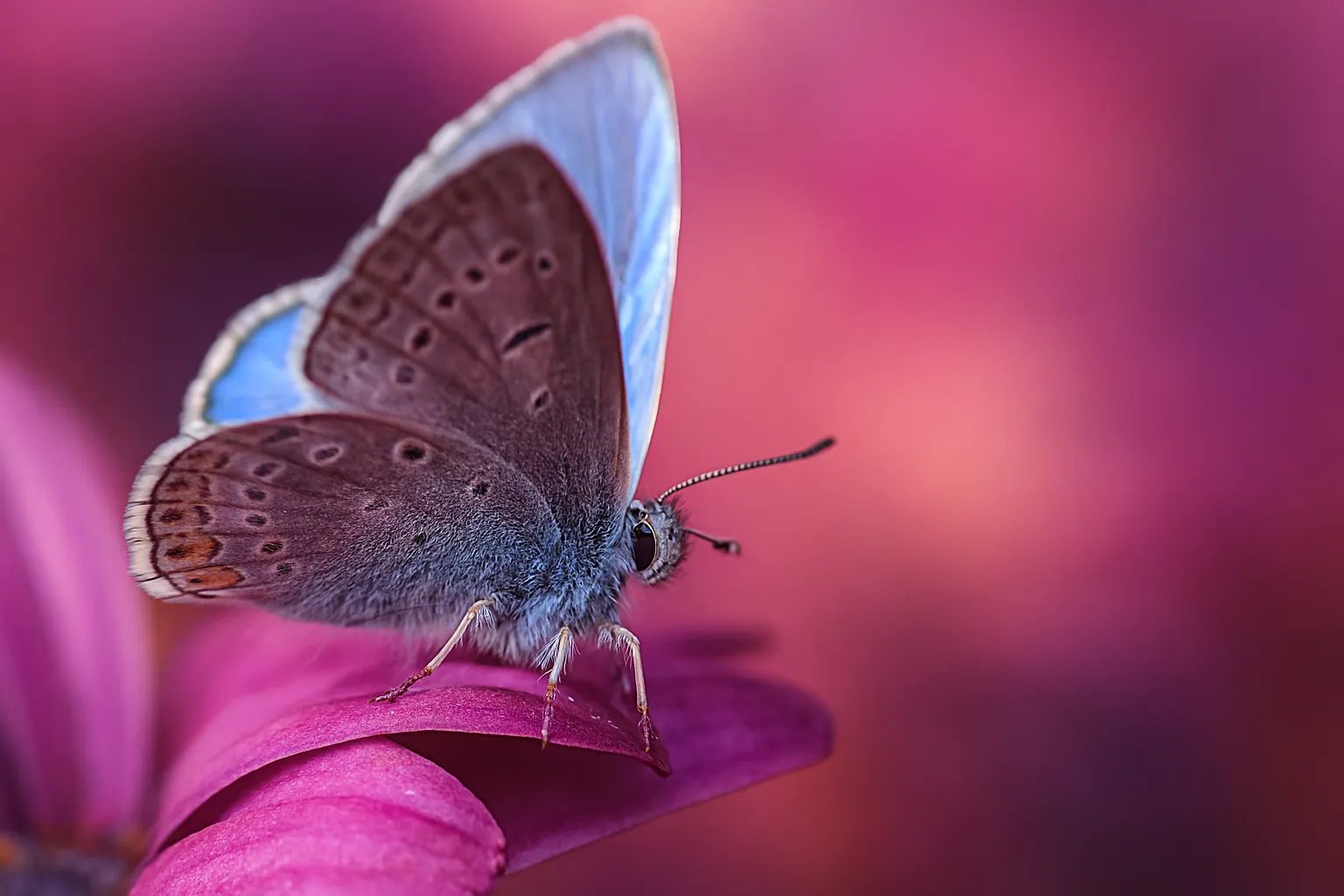 close-up of butterfly resting on a pink flower petal