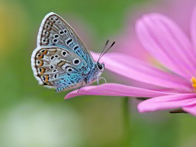 Blue butterfly resting on a pink blossom