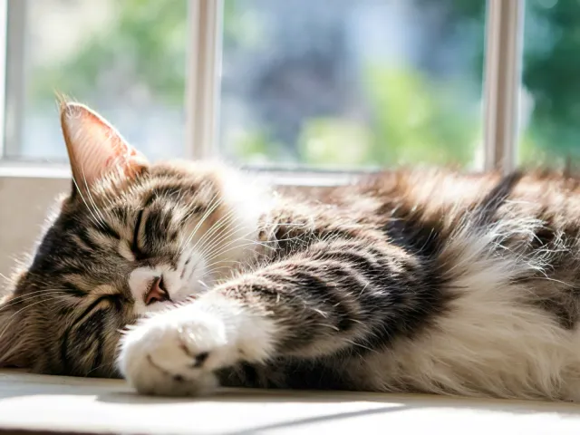 fluffy cat sleeping on a windowsill in sunlight