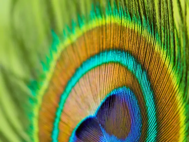 Detailed view of feather pattern with bright iridescent hues.