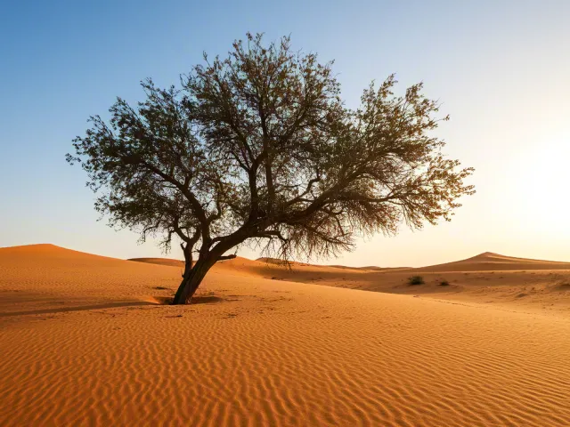 Lonely tree on bright orange sand dunes beneath blue sky in the desert.