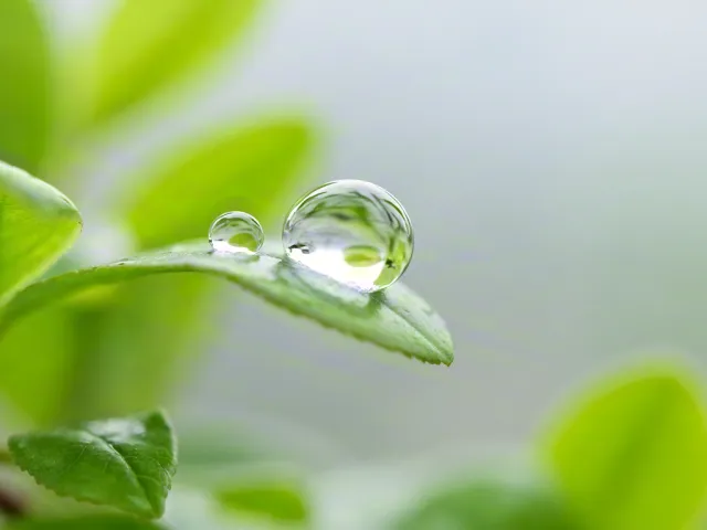 Macro shot of water drop on green leaf