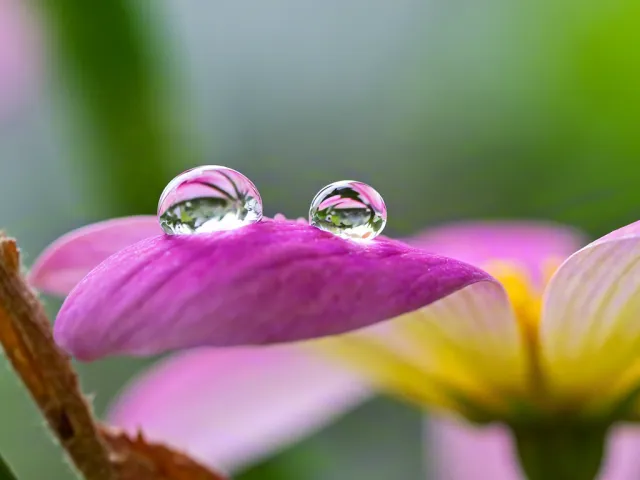 Macro shot of dew on pink flower petal