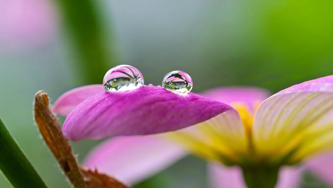 Macro shot of dew on pink flower petal