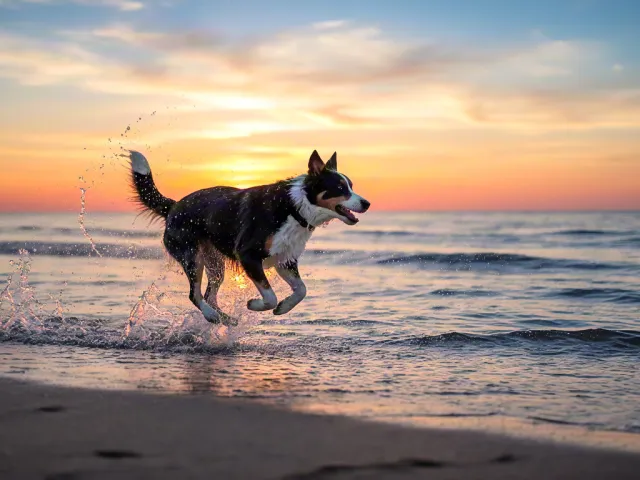 Happy dog splashing in water during sunset