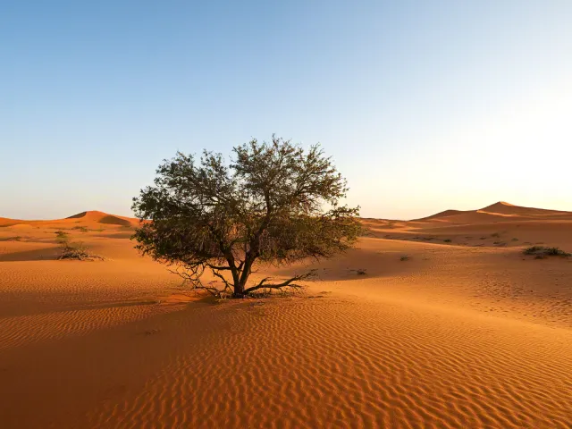 Sunset light on desert tree and dunes