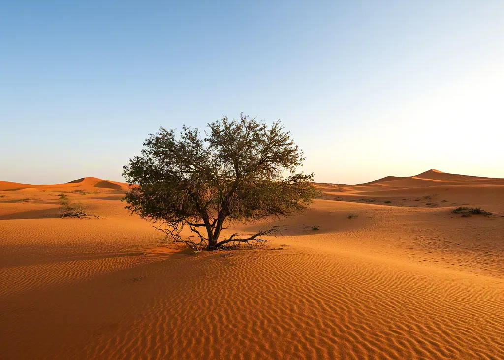 Golden desert dunes with single tree and long shadow