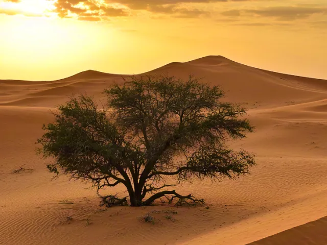 Isolated tree surrounded by orange sand dunes at sunset.