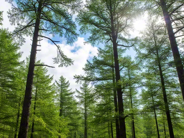 Tall pine trees reaching toward the sky with fresh green foliage and sunlight filtering through branches – peaceful forest scenery