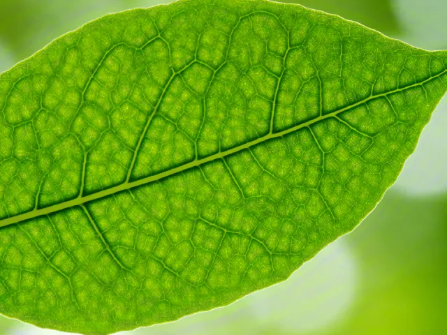 macro close-up of a green leaf with visible veins