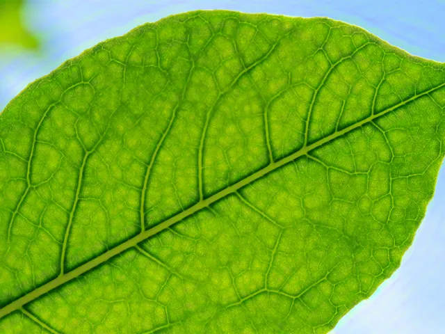 Macro shot of leaf texture and vein patterns