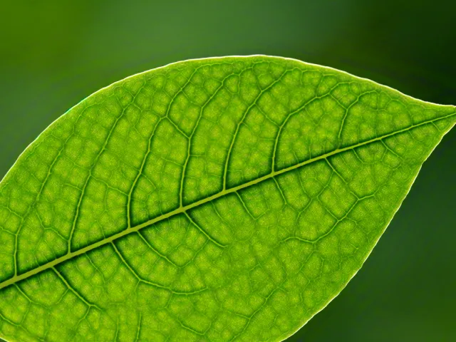 Close-up view of fresh green leaf veins