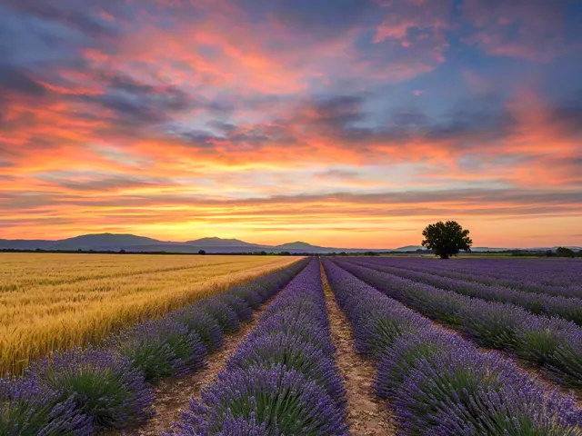Vibrant lavender rows under dramatic sunset sky