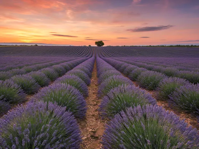 Rows of lavender glowing under morning sun