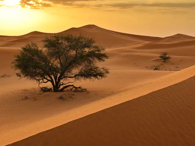 Single tree on sand dunes under warm golden evening light.