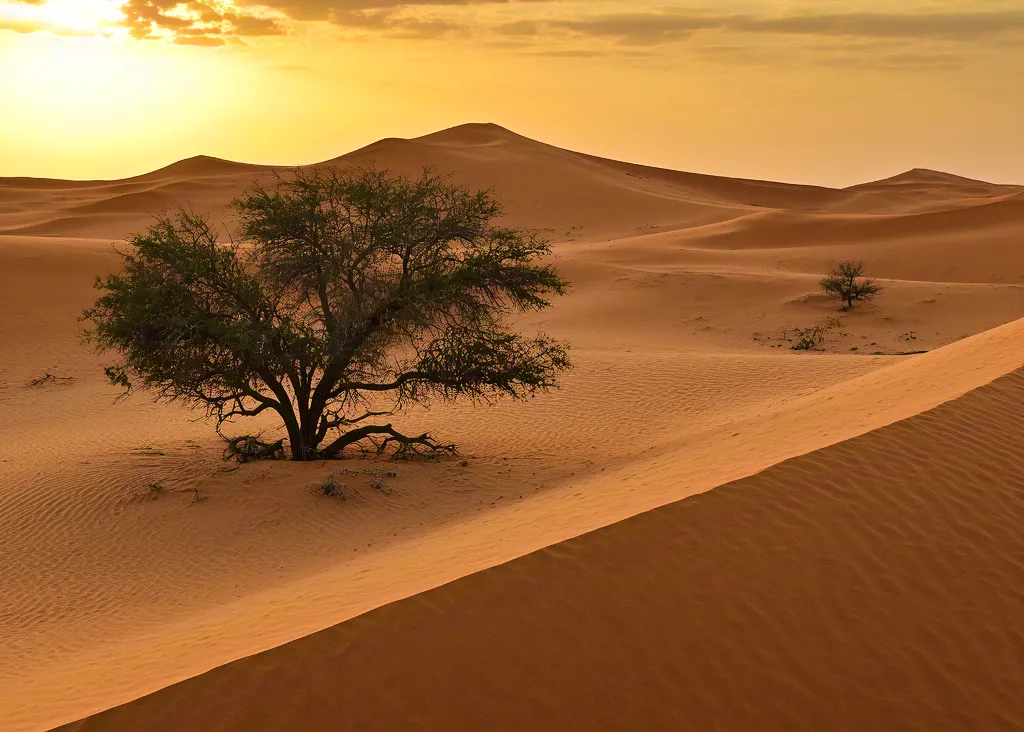 Lone tree standing on desert dunes during sunset