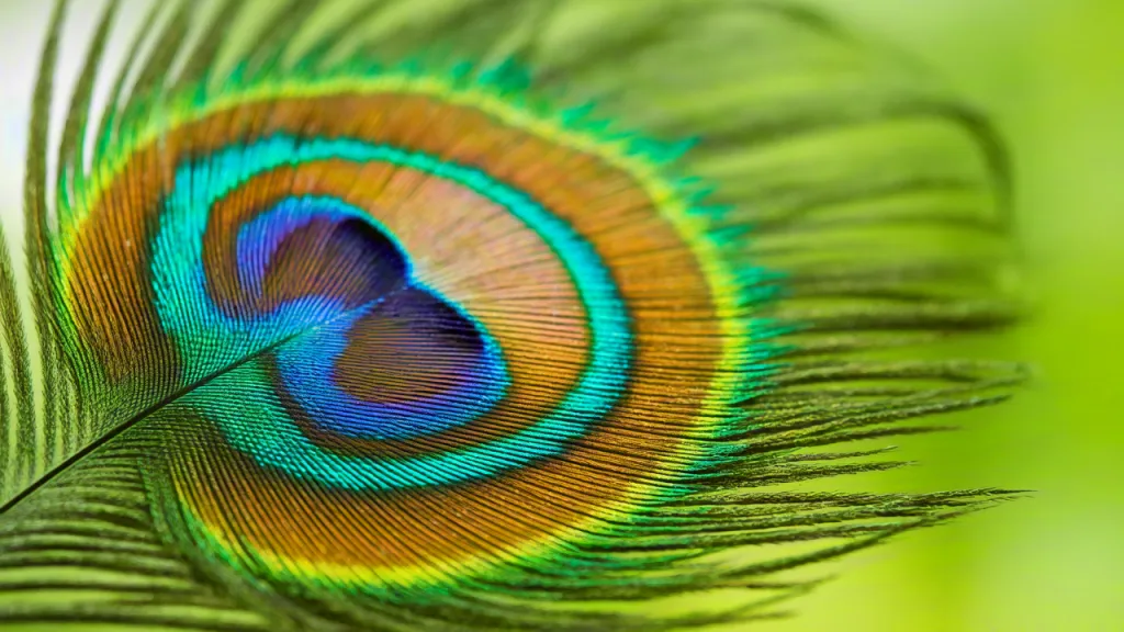 Peacock feather close-up with vibrant colors