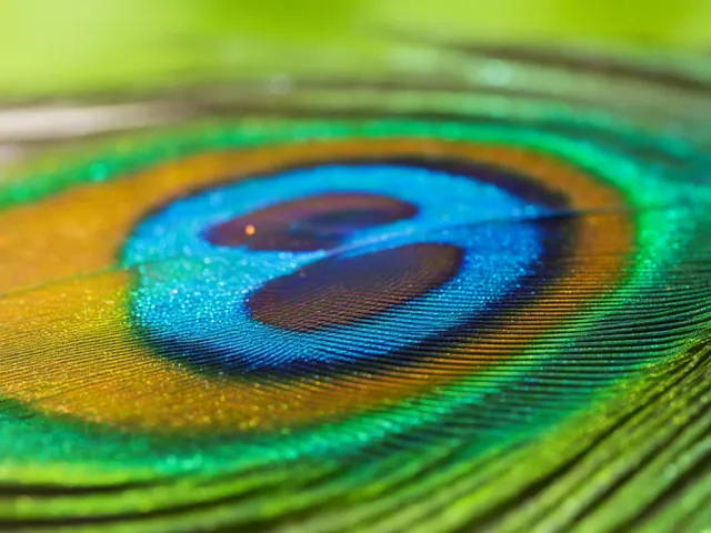 Close-up of vibrant peacock feather
