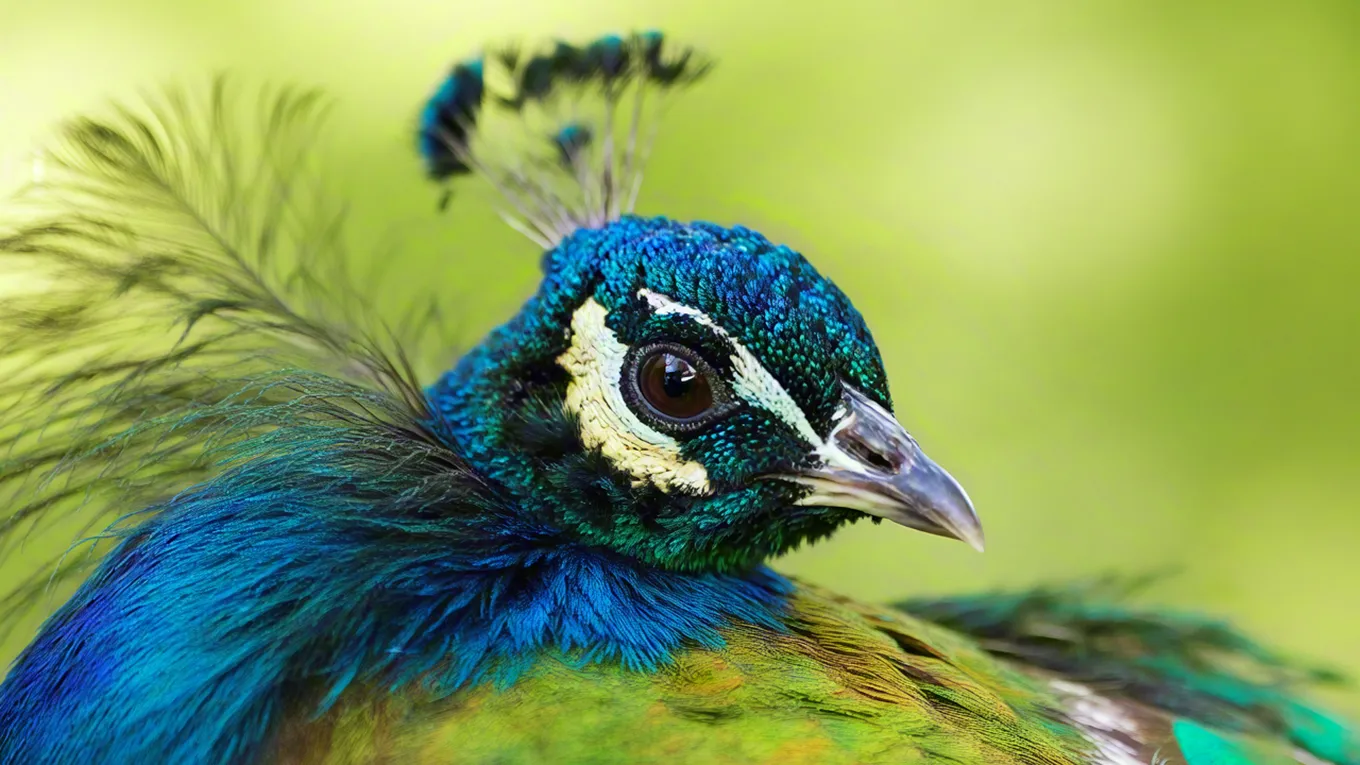 vibrant close-up of a peacock’s head and feathers