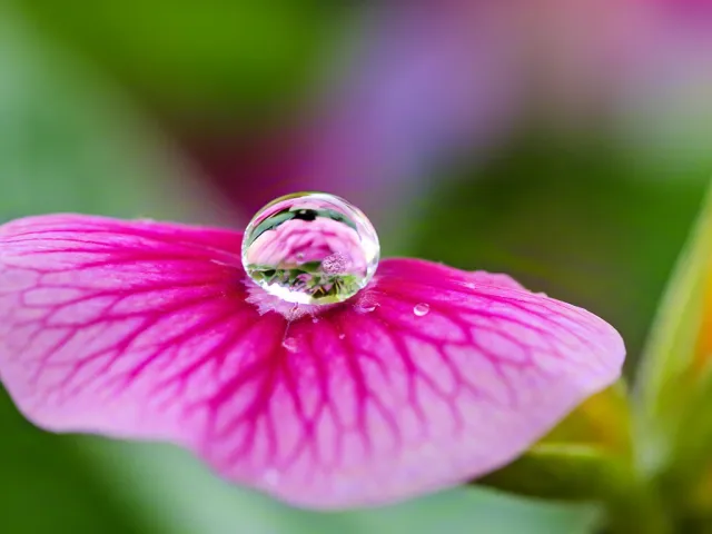 Close-up of pink flower petal with dew drop
