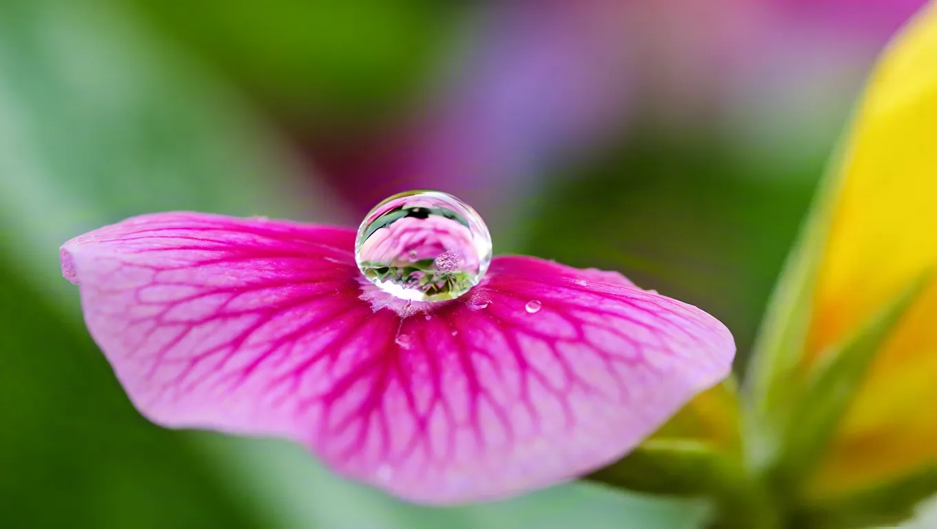 Close-up of pink flower petal with dew drop