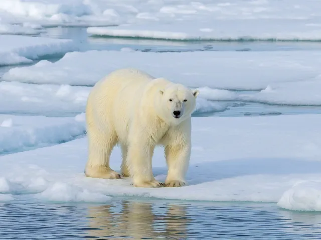 Polar bear walking on icy sea surface