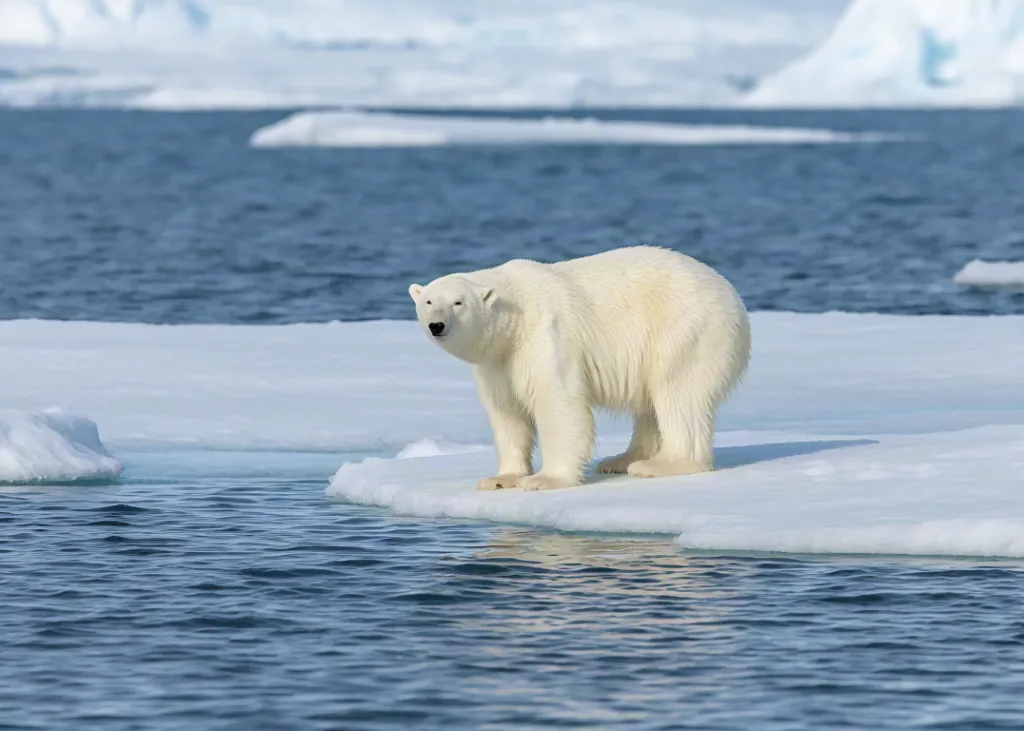Polar bear walking on ice