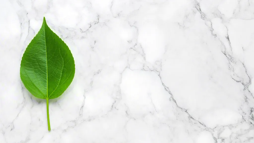 Single green leaf on white marble background