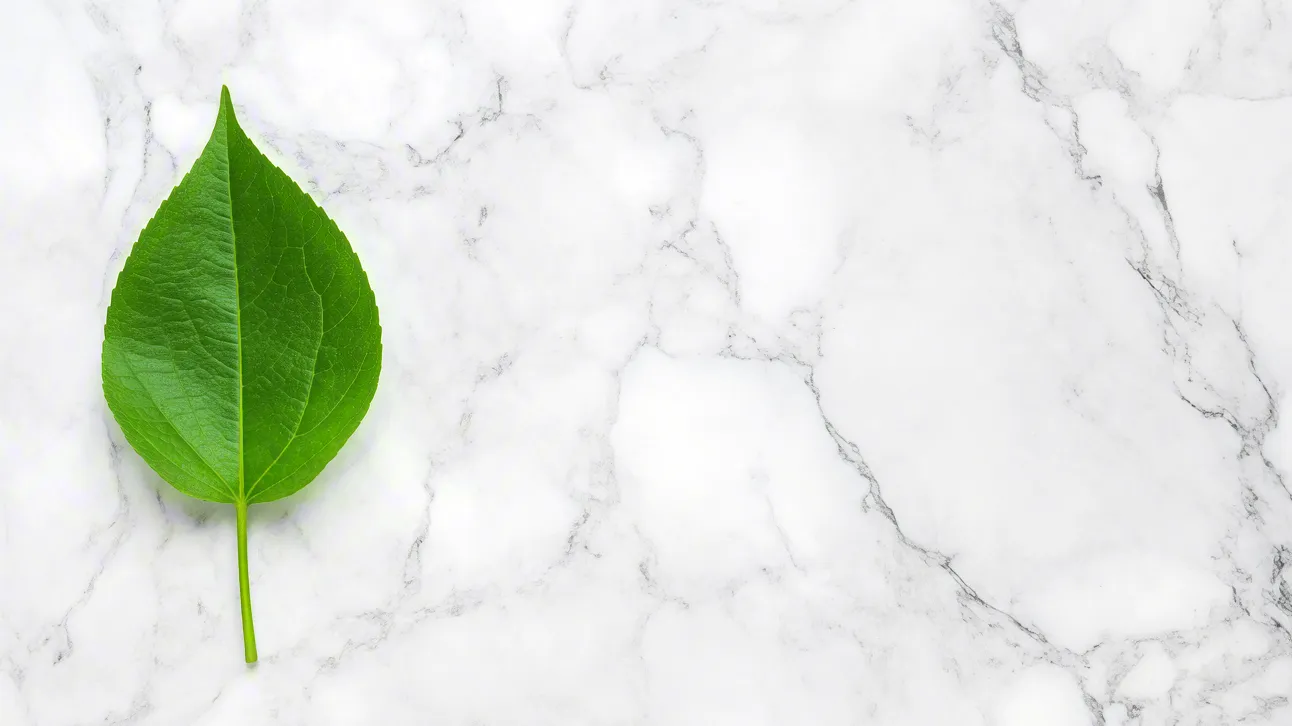Minimal nature concept with fresh green leaf placed on marble texture.