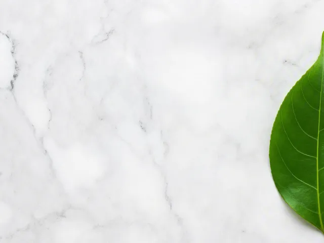 Natural green leaf placed on smooth white marble background.