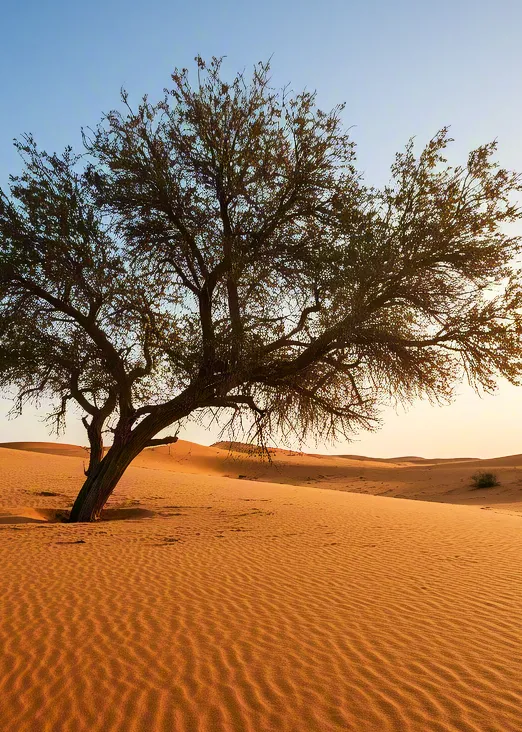 Solitary tree on sand dunes in bright sunlight