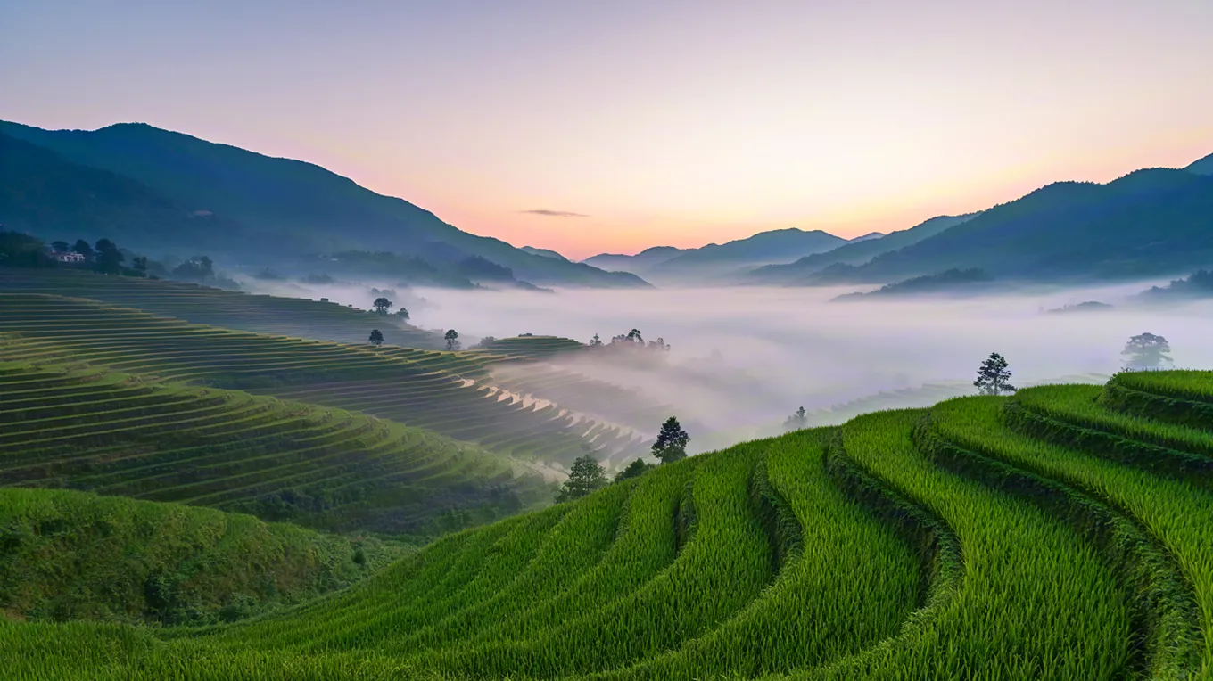Terraced tea fields glowing in morning light