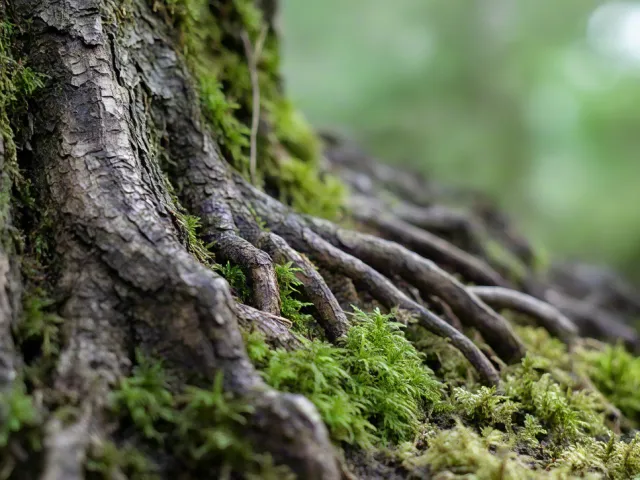 Close-up of tree roots covered in moss