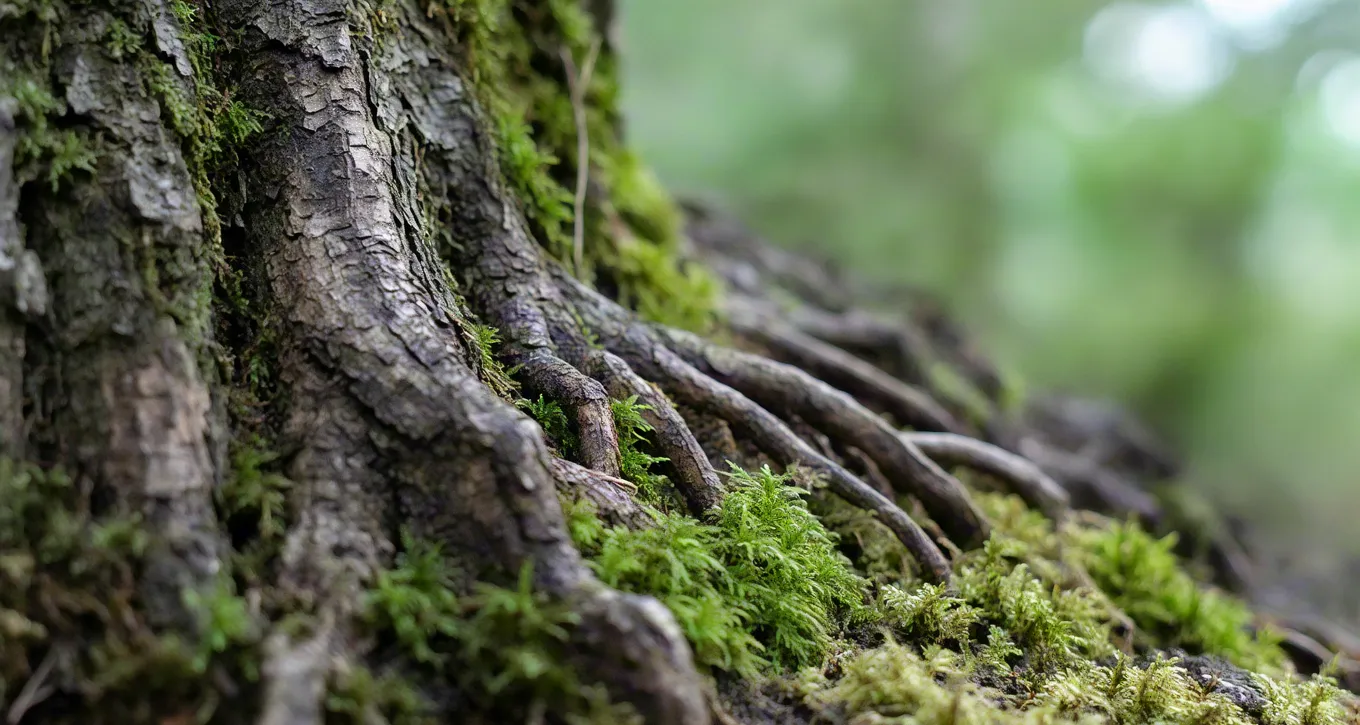 Close-up of tree roots covered in moss