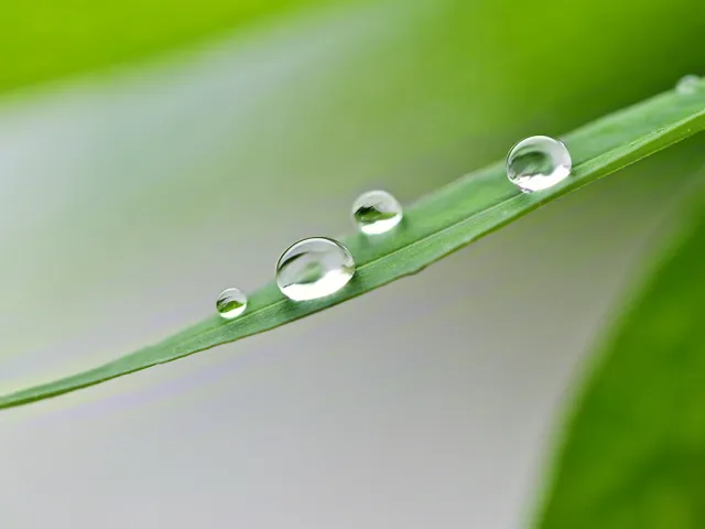 Close-up of dew drops resting on fresh green leaf in natural light.
