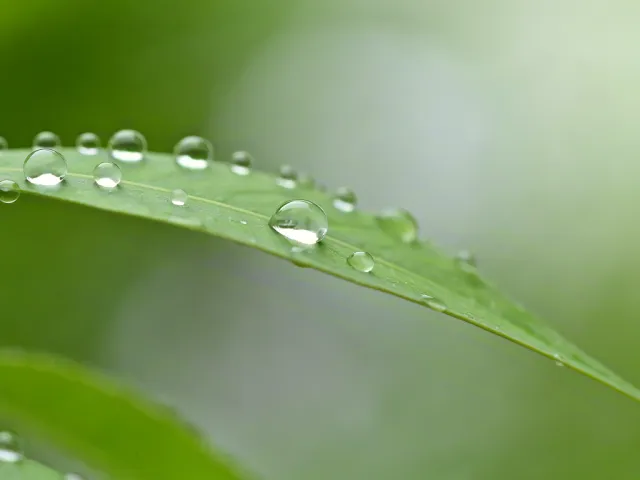 Macro shot of dew drops on fresh green leaf