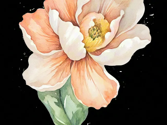 Soft watercolor illustration of a single peach flower on black background