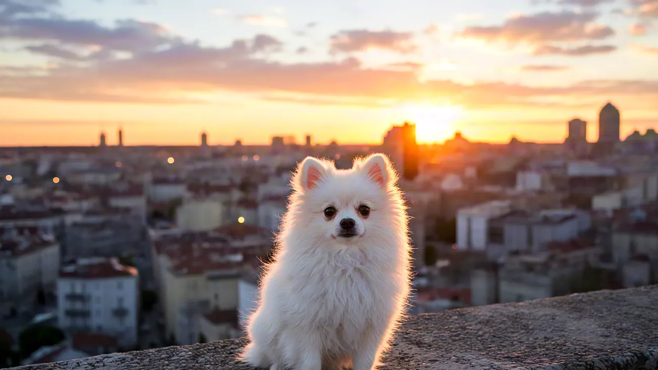 Pomeranian dog standing on rooftop edge with warm sunset city skyline behind.